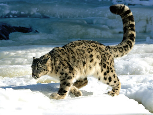 Sněžný leopard