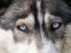 Sibiřský Husky má uhrančivý pohled