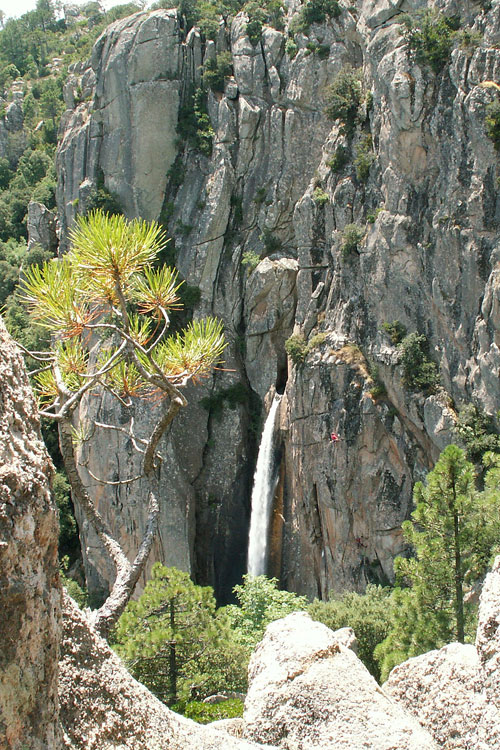 Piscia  di gallo, cesta Riviére d´argent 7a+