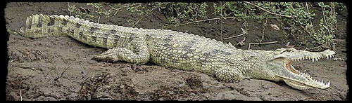Krokodýl