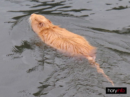 Nutrie letos krásně zrzavá. Mezi psy na břeh se jí nechtělo