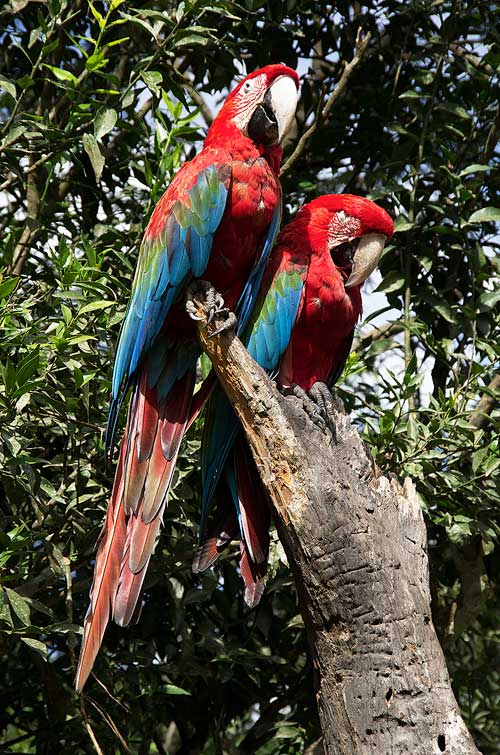 BOLIVIA, 13.6.–14.7.2013 - Coroico, La Senda Verde Animal Refuge.Red and green Macaw, ara zelenokřídlý (Ara chloroptera G. R. Gray, 1859), Psittacidae, papouškovití.Green wing Macaws are native to Central and South America and build their nests in high tr