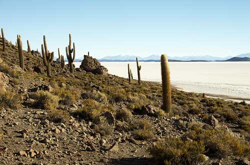 BOLIVIA, 13.6.–14.7.2013 - Salar de Uyuni (= Salar de Tunupa), Isla Pescador. Cactaceae, kaktusovité.