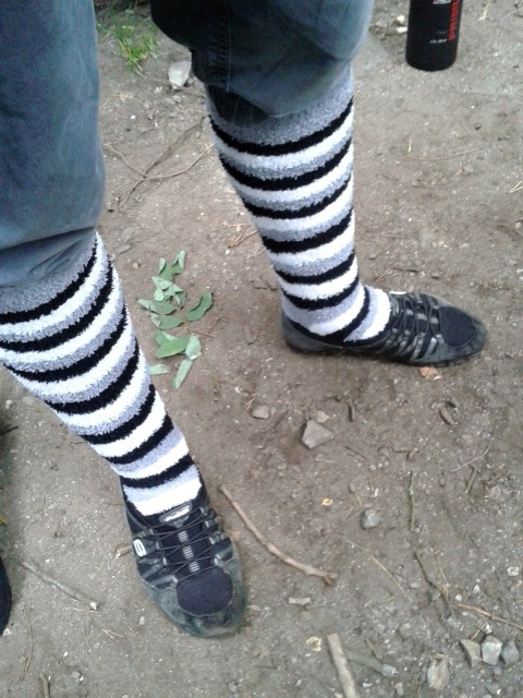 Dneska už leze každá zebra 