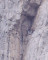 Fehrmann 1